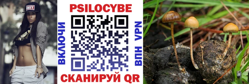 гидра tor Куйбышев Галлюциногенные грибы Psilocybe закладка
